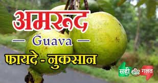 Benefits and harms of guava