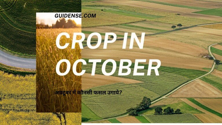 Crop in October