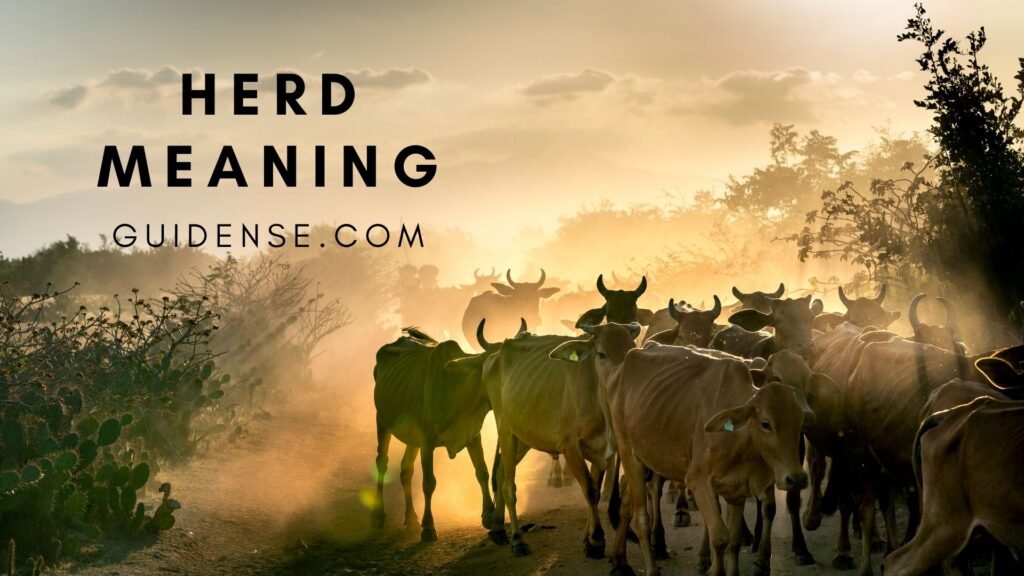 Herd Meaning